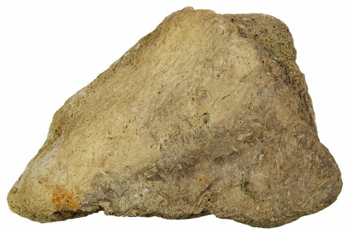 Dinosaur (Triceratops) Frill Shield Section - Montana #373725